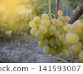 Ripe grape bunches hanging on vines, ideal for fruit farming, wine production, and harvest photo content 141593007