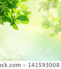 Springtime nature scene with bright green leaves and gentle sun rays 141593008