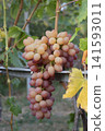 Bunches of grapes on vineyard vines, used in marketing for wineries, organic farms, and fresh fruit suppliers 141593011
