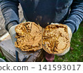 Hands wearing work gloves holding two halves of a tree log showing severe internal rot and extensive tunnel damage caused by wood-boring insects. 141593017