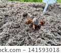 Mole cricket appearing from its underground burrow, a common garden pest causing damage to plant roots and crops in agricultural fields. 141593018