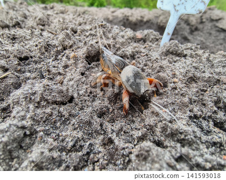Mole cricket appearing from its underground burrow, a common garden pest causing damage to plant roots and crops in agricultural fields. Mole cricket appearing from its underground burrow, a common garden pest causing damage to plant roots and crops in agricultural fields. 141593018