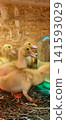 Group of small fluffy yellow ducklings gathered around a water dispenser, keeping warm under a heat lamp while standing on fresh hay in an indoor pen. 141593029