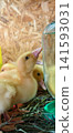 Yellow duckling with soft down feathers standing beside a glass water dispenser, drinking water and looking away in a rustic farm pen with hay bedding. 141593031