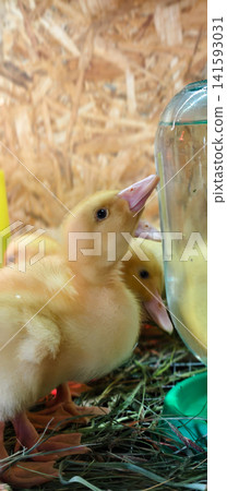 Yellow duckling with soft down feathers standing beside a glass water dispenser, drinking water and looking away in a rustic farm pen with hay bedding. Yellow duckling with soft down feathers standing beside a glass water dispenser, drinking water and looking away in a rustic farm pen with hay bedding. 141593031