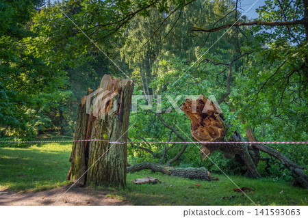 Sunlit forest scene with fallen tree trunk and broken branch Sunlit forest scene with fallen tree trunk and broken branch 141593063