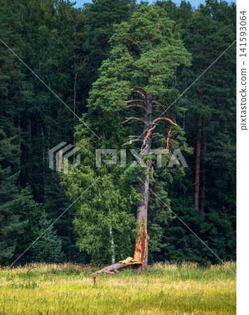 A forest landscape centered on a damaged pine tree with a fractured trunk. 141593064