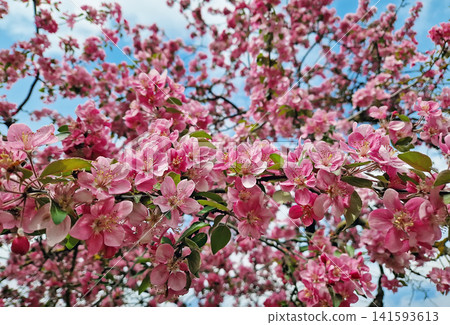 Vibrant pink crabapple tree in full spring bloom. Clusters of deep rose-colored blossoms cover the branches, swaying gently against a clear blue sky. Dense Malus floral canopy, vernal season renewal Vibrant pink crabapple tree in full spring bloom. Clusters of deep rose-colored blossoms cover the branches, swaying gently against a clear blue sky. Dense Malus floral canopy, vernal season renewal 141593613