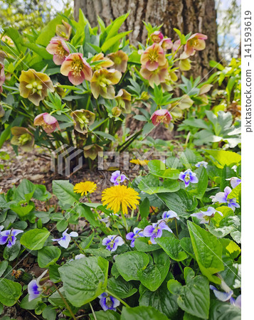 Vibrant garden scene captures the essence of spring with a mix of delicate wild violets, bright yellow dandelions, and elegant hellebores. Early blooms nestled at the base of an old tree Vibrant garden scene captures the essence of spring with a mix of delicate wild violets, bright yellow dandelions, and elegant hellebores. Early blooms nestled at the base of an old tree 141593619