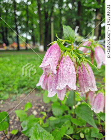 Delicate pink spotted bellflowers (Campanula punctata), covered in fresh raindrops, hang from green stems in a lush garden. Closeup revealing clusters of the bell-shaped blossoms amidst green leaves Delicate pink spotted bellflowers (Campanula punctata), covered in fresh raindrops, hang from green stems in a lush garden. Closeup revealing clusters of the bell-shaped blossoms amidst green leaves 141593631