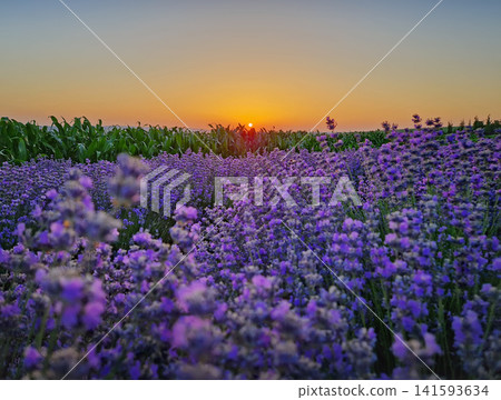 Vibrant lavender field stretches toward a green cornfield under a glowing golden sunset. The clear sky transitions softly into warm orange hues near the horizon. Picturesque rural evening landscape Vibrant lavender field stretches toward a green cornfield under a glowing golden sunset. The clear sky transitions softly into warm orange hues near the horizon. Picturesque rural evening landscape 141593634