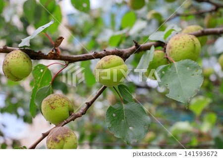 Unripe green apricots on a tree branch among lush foliage. Fruit tree branch close up. New harvest, farming, and agriculture. 141593672