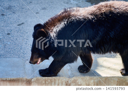 A bear moves slowly along a stone ledge in its habitat area at a zoo. The sun shines brightly on the bears fur. Visitors can observe the bear from a distance 141593793