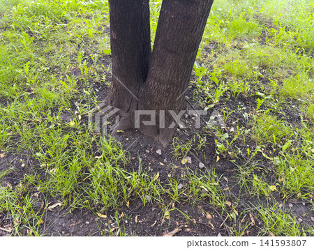 Two tree trunks with dark bark rise from the ground, surrounded by lush green grass and small plants in the foreground 141593807