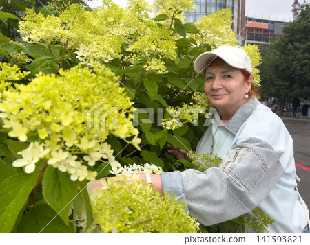 woman in white cap examines blooming hydrangea flowers in urban garden setting woman in white cap examines blooming hydrangea flowers in urban garden setting 141593821