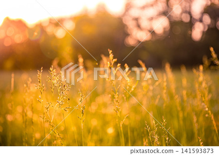 Golden meadow grass glowing at warm sunset with soft backlight over wild stalks dreamy haze. Perfect summer nature landscape countryside. Peaceful rural outdoors wellness scenic Golden meadow grass glowing at warm sunset with soft backlight over wild stalks dreamy haze. Perfect summer nature landscape countryside. Peaceful rural outdoors wellness scenic 141593873