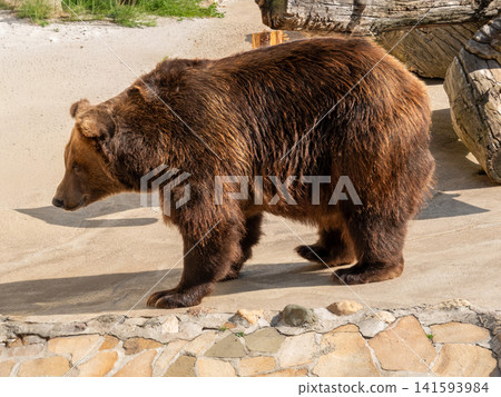 Brown bear in zoo enclosure standing on rocks near pool. Large grizzly or Eurasian brown bear in artificial habitat with trees and concrete background. Captive wildlife animal Brown bear in zoo enclosure standing on rocks near pool. Large grizzly or Eurasian brown bear in artificial habitat with trees and concrete background. Captive wildlife animal 141593984