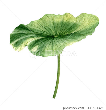 Watercolor lotus leaves set isolated on a white background. Watercolor lotus leaves set isolated on a white background. 141594325