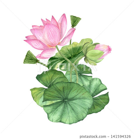 Pink lotus flowers. Watercolor illustration. Chinese water lily. Design for the design of invitations, movie posters, fabrics and other items. Pink lotus flowers. Watercolor illustration. Chinese water lily. Design for the design of invitations, movie posters, fabrics and other items. 141594326