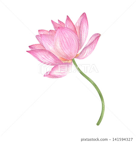 Pink lotus flowers. The watercolor illustration is hand-drawn. Delicate water lilies for spa, zen design. For printing postcards. Pink lotus flowers. The watercolor illustration is hand-drawn. Delicate water lilies for spa, zen design. For printing postcards. 141594327