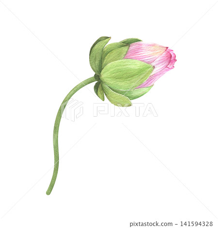 Watercolor illustration. Chinese water lily. An element for the design of invitations, fabrics and other items. Watercolor illustration. Chinese water lily. An element for the design of invitations, fabrics and other items. 141594328