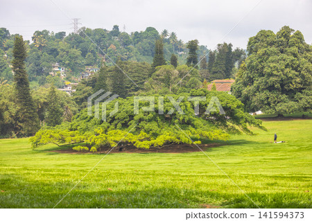 Kandy, Sri Lanka - December 31, 2025: Peradeniya, Royal Botanic Gardens near of Kandy town in Sri Lanka. Vibrant Green Landscape with Lush Trees and Distant Houses, Natural Beauty and Serenity Kandy, Sri Lanka - December 31, 2025: Peradeniya, Royal Botanic Gardens near of Kandy town in Sri Lanka. Vibrant Green Landscape with Lush Trees and Distant Houses, Natural Beauty and Serenity 141594373