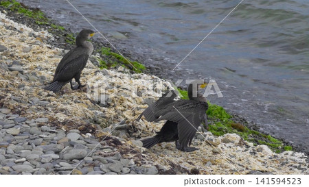 Large cormorant sitting on the shore of the Black Sea, spreading and drying its wings, showcasing coastal wildlife and natural seaside environment 141594523
