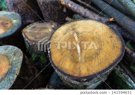 The harvested tree The harvested tree 141594631