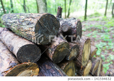 The harvested tree The harvested tree 141594632