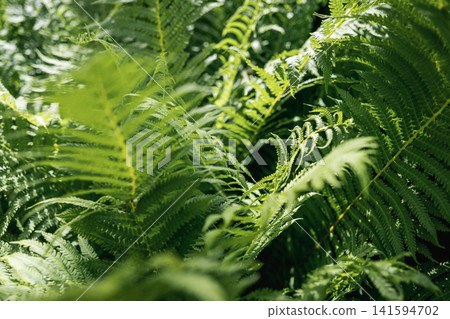 Green fern leaves in sunlight natural forest background Green fern leaves in sunlight natural forest background 141594702