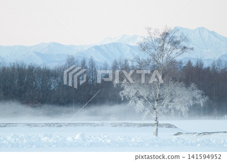 Sea fog and birch trees Sea fog and birch trees 141594952