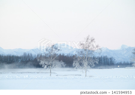 Sea fog and birch trees Sea fog and birch trees 141594953