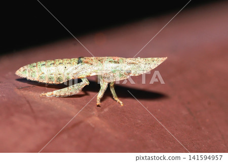 Larvae of owl Larvae of owl 141594957
