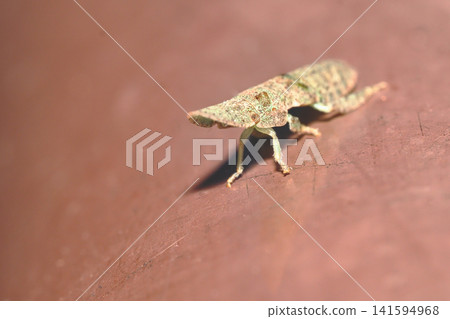 Larvae of owl Larvae of owl 141594968