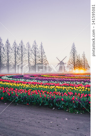 Tulip fields and windmills at Akebonoyama Agricultural Park, shrouded in morning mist. Tulip fields and windmills at Akebonoyama Agricultural Park, shrouded in morning mist. 141595081