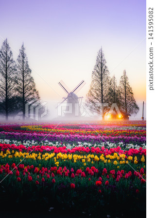 Tulip fields and windmills at Akebonoyama Agricultural Park, shrouded in morning mist. Tulip fields and windmills at Akebonoyama Agricultural Park, shrouded in morning mist. 141595082