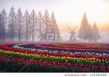 Tulip fields and windmills at Akebonoyama Agricultural Park, shrouded in morning mist. Tulip fields and windmills at Akebonoyama Agricultural Park, shrouded in morning mist. 141595084