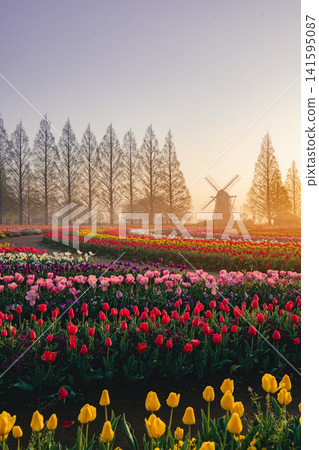 Tulip fields and windmills at Akebonoyama Agricultural Park, shrouded in morning mist. Tulip fields and windmills at Akebonoyama Agricultural Park, shrouded in morning mist. 141595087
