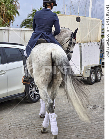 Rear view of female equestrian rider in navy dressage outfit riding grey horse outdoors at event Rear view of female equestrian rider in navy dressage outfit riding grey horse outdoors at event 141595241