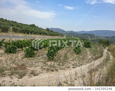 Scenic rural landscape with hillside vineyard and green grapevines under blue sky in daylight Scenic rural landscape with hillside vineyard and green grapevines under blue sky in daylight 141595246