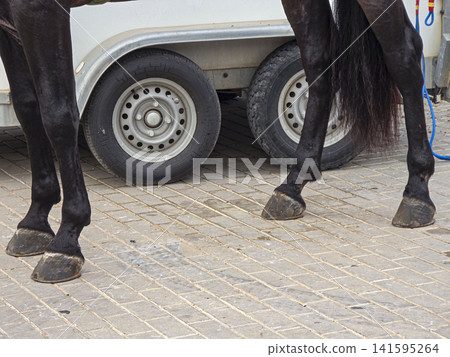Close up of black horse legs and hooves on cobblestone pavement near a transport trailer on a sunny day Close up of black horse legs and hooves on cobblestone pavement near a transport trailer on a sunny day 141595264