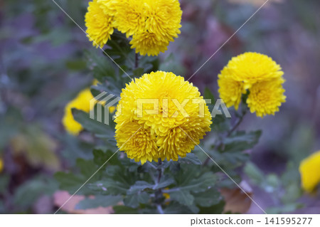 Close View of Dense Yellow Pompon Chrysanthemum Bloom 141595277