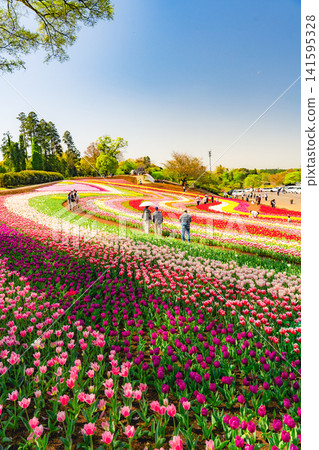Tulips adorn the hill of the four seasons at Tokyo German Village. Tulips adorn the hill of the four seasons at Tokyo German Village. 141595328