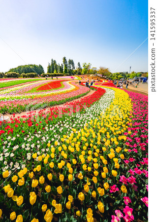 Tulips adorn the hill of the four seasons at Tokyo German Village. 141595337