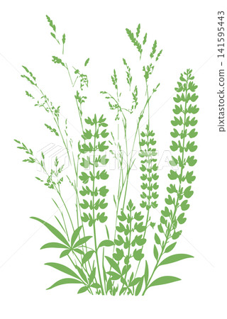 Grass green lupine flowers silhouette vector isolated on white background nature design illustration of grass plant pattern greenery artwork Hand drawn. Not AI, vector illustration. Grass green lupine flowers silhouette vector isolated on white background nature design illustration of grass plant pattern greenery artwork Hand drawn. Not AI, vector illustration. 141595443