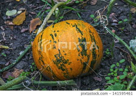 Ripe Orange Pumpkin Growing Among Dry Autumn Foliage Ripe Orange Pumpkin Growing Among Dry Autumn Foliage 141595461