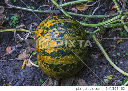 Green Pumpkin with Orange Stripes During Natural Ripening Green Pumpkin with Orange Stripes During Natural Ripening 141595462