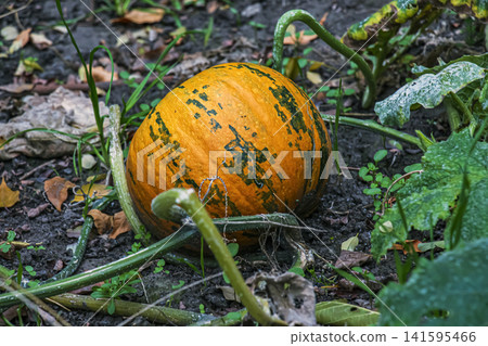 Orange Pumpkin Surrounded by Tangled Vines and Autumn Leaves Orange Pumpkin Surrounded by Tangled Vines and Autumn Leaves 141595466