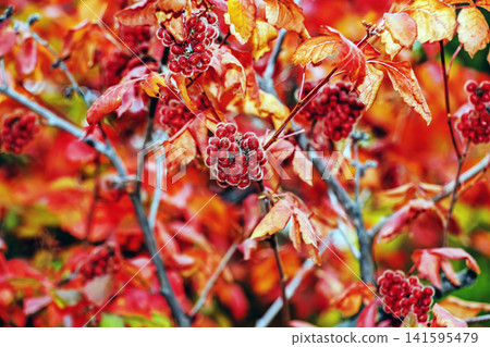 Red Fragrant Sumac Fruit Cluster Among Bright Autumn Leaves Red Fragrant Sumac Fruit Cluster Among Bright Autumn Leaves 141595479