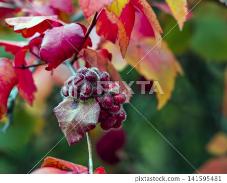 Fuzzy Red Fragrant Sumac Fruits Against Green Foliage Fuzzy Red Fragrant Sumac Fruits Against Green Foliage 141595481
